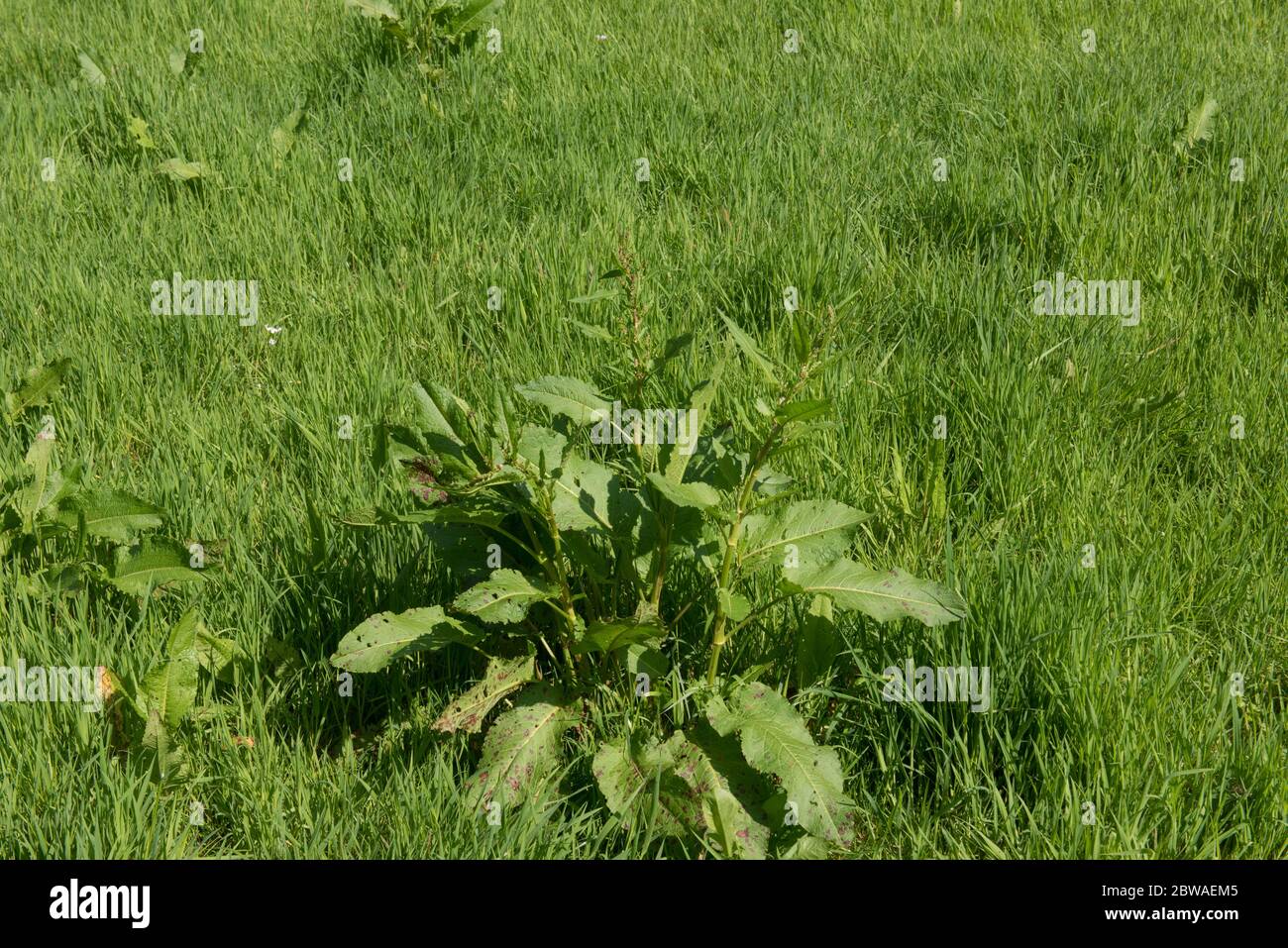 Crescita primaverile del perenne corallato Dock Weed (Rumex Crispus) che cresce in un campo su Farm Land nel Devon Rurale, Inghilterra, Regno Unito Foto Stock