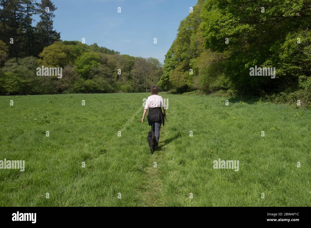 Donna Walker adulto con un cane di Schnoodle Nero camminare lungo un percorso rurale attraverso un campo circondato da alberi vicino al fiume Little Dart nel Devon C. Foto Stock