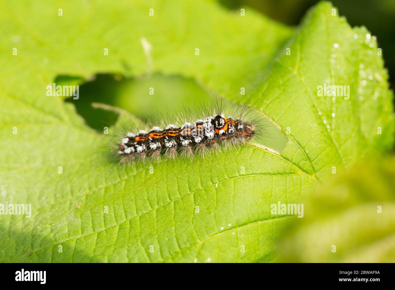 La larva, o bruco della falena gialla, Euproctis similis, fotografata su una foglia di nocciolo. North Dorset Inghilterra Regno Unito GB Foto Stock