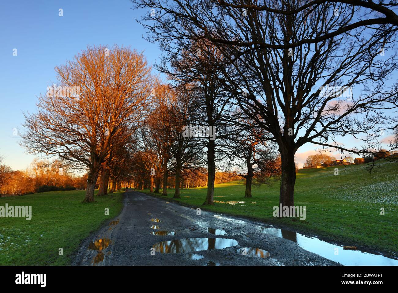 File di alberi e una strada bagnata attraverso un campo in una serata invernale nella contea di Durham, Inghilterra, Regno Unito. Foto Stock