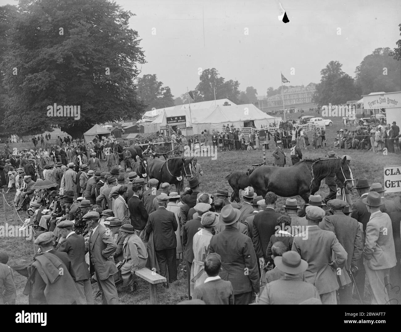 Giudizio in corso alla fiera agricola Tring , in Tring Park . 5 agosto 1937 Foto Stock