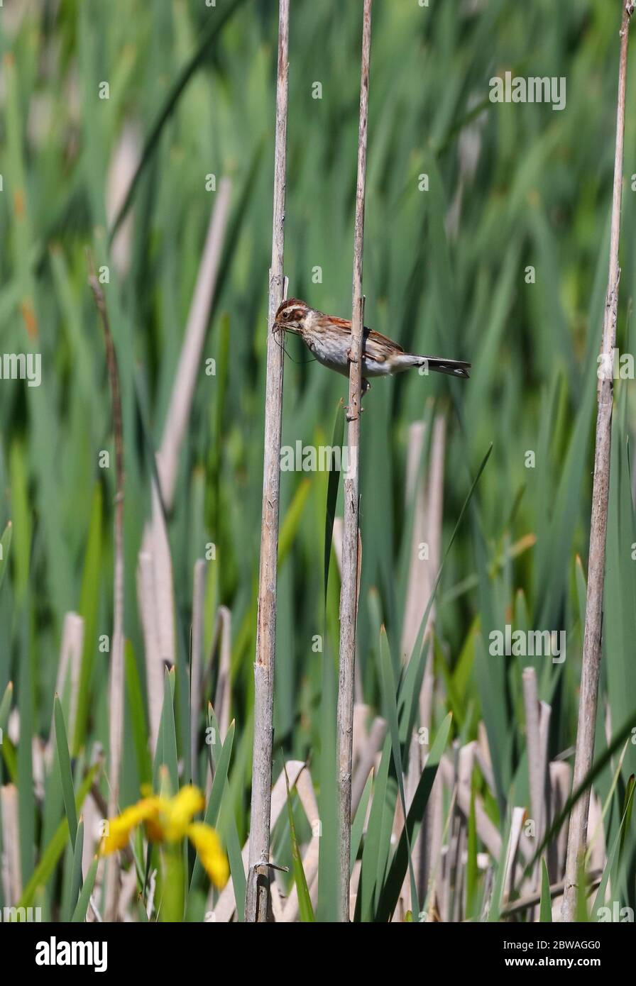 Bunting Reed appollaiato su una pianta accanto ad un laghetto con nidificazione materiale nel suo becco. Foto Stock