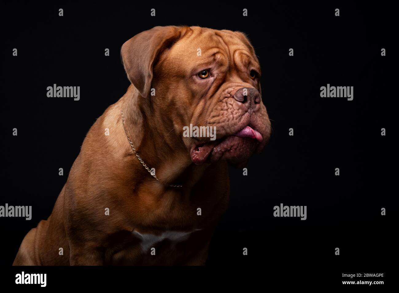 Francese Mastiff anche conosciuto come Bordeauxdog Foto Stock