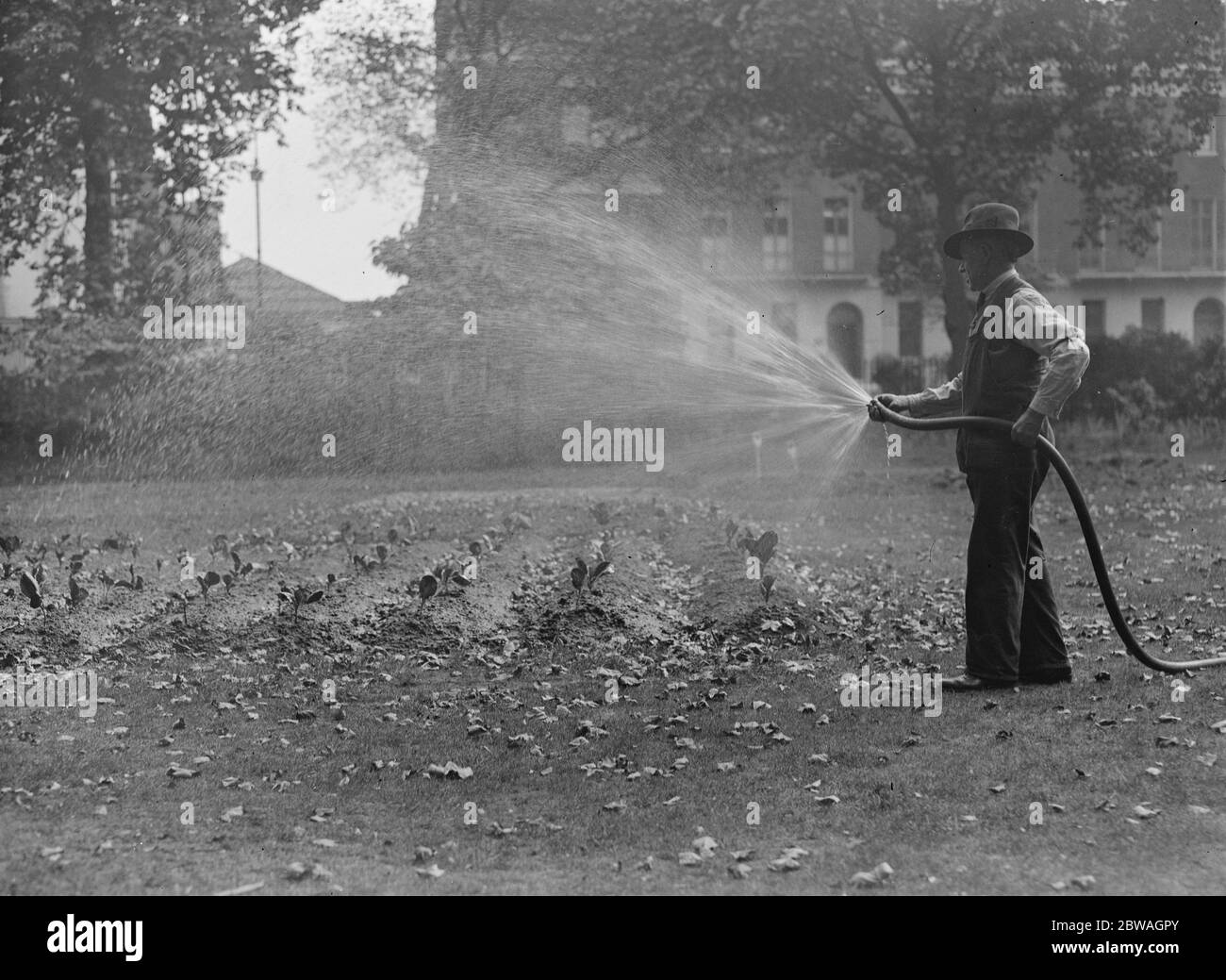 Le verdure sono state coltivate nelle piazze di Londra ( Tavistock Square ) nell'ottobre 1939 Foto Stock