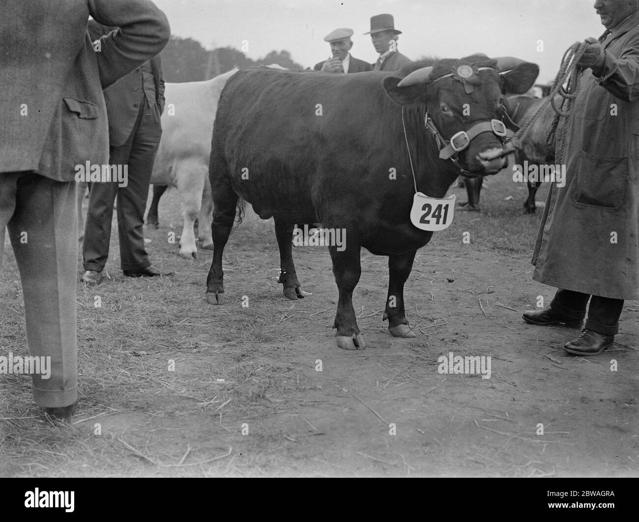 La Royal Counties Show a Salisbury . Il primo premio di sua Maestà il Re , toro shorthorn , pettorale di Cluny . 1934 Foto Stock