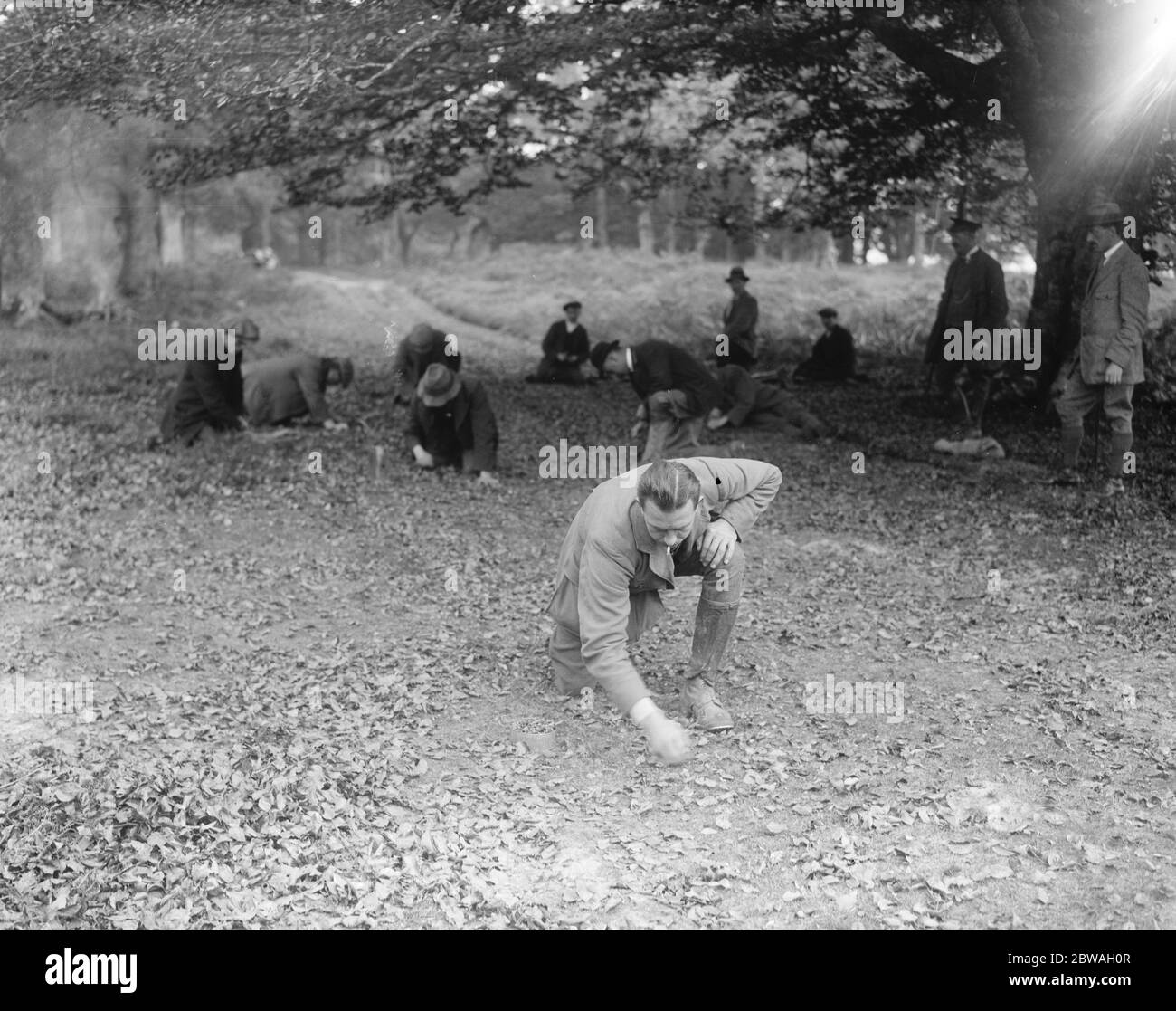 A Brockenhurst, nella New Forest , nell' Hampshire , la Scuola forestale per disabili ex-servitori della Commissione forestale. Raccolta di semi di faggio che saranno seminati nella vivaio prossima primavera . 7 novembre 1920 Foto Stock