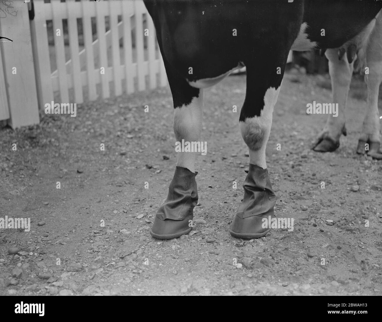 Afta epizootica Precauzioni nelle Midlands disinfezione di una mucca Foto Stock