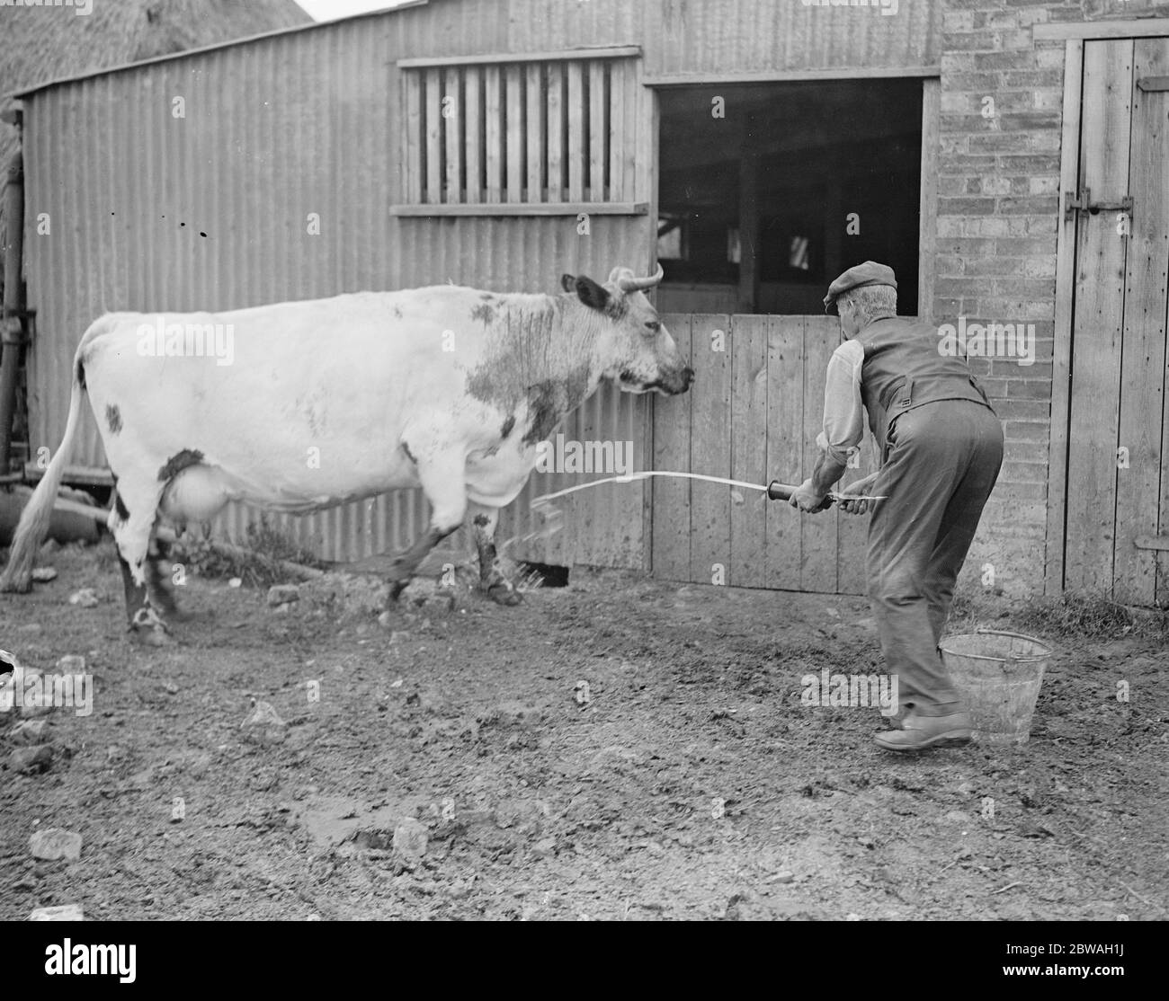Afta epizootica Precauzioni nelle Midlands disinfezione di una mucca Foto Stock