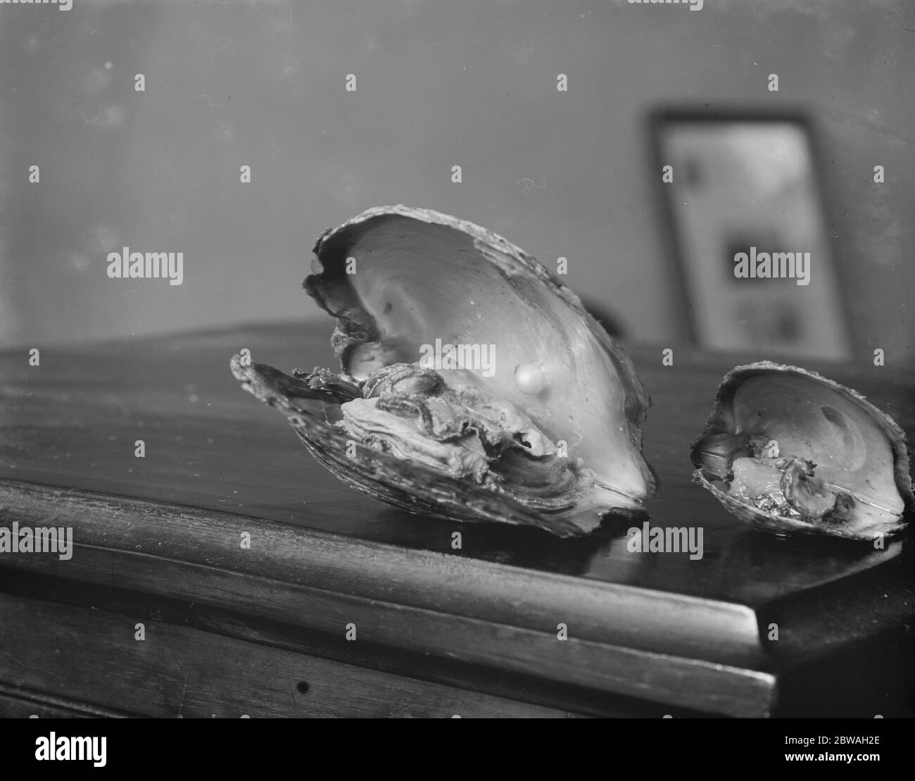 Coltivazione delle perle 6 maggio 1921 Foto Stock