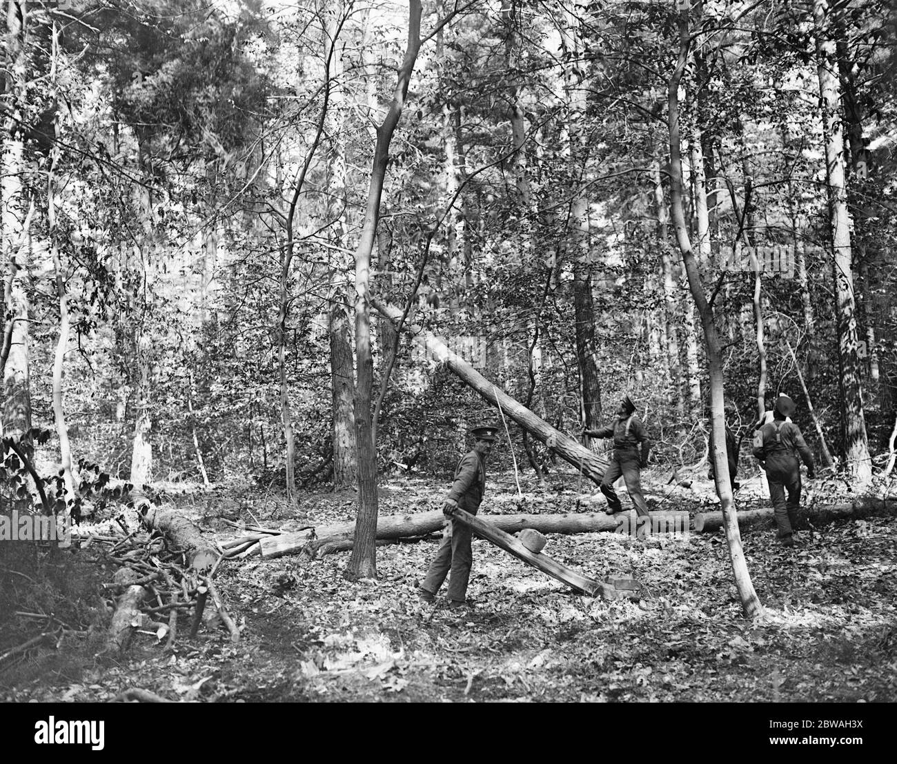 Lumberman canadese a Windsor Great Park qui la foto mostra una bella caduta di abeti Foto Stock