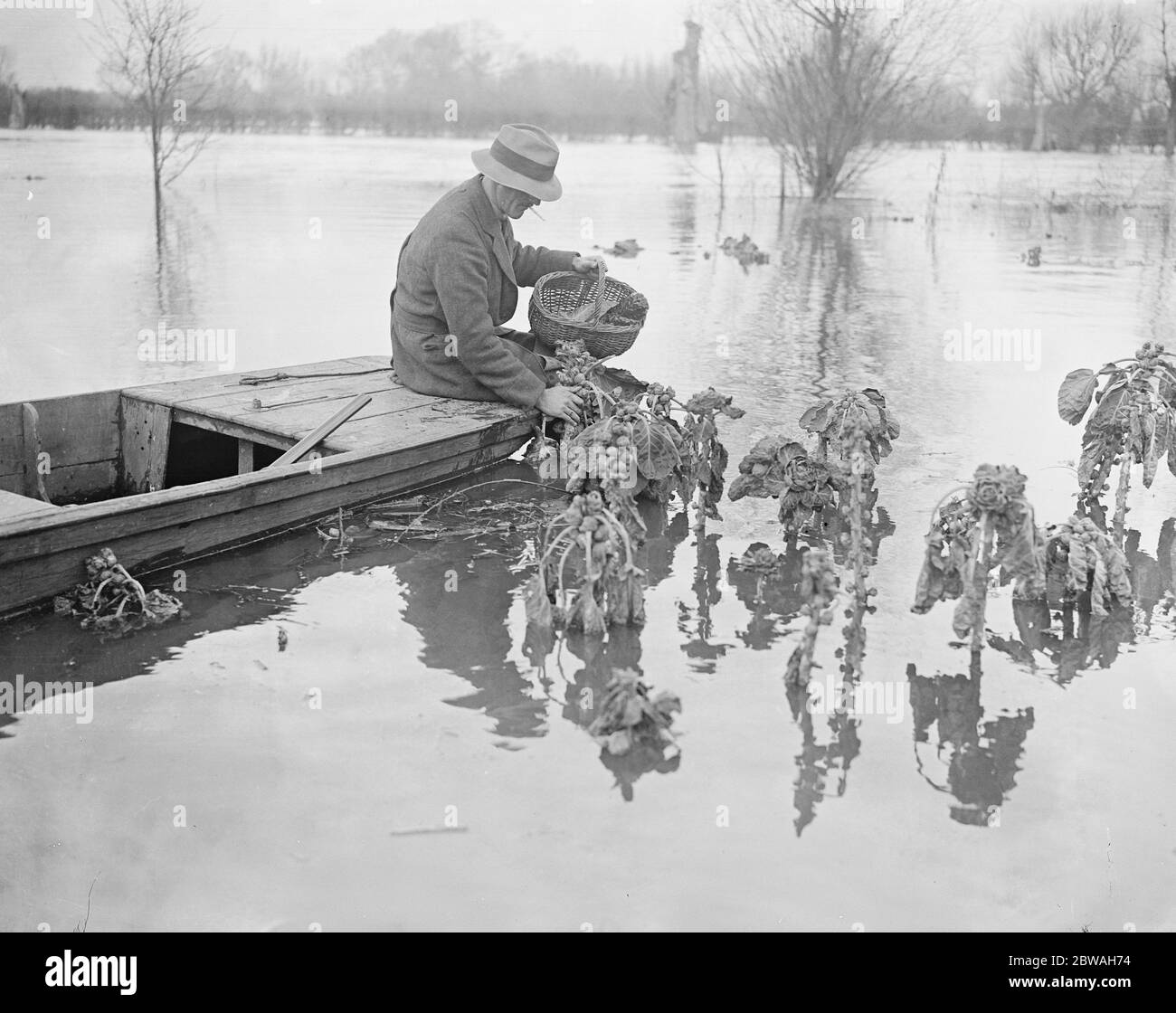 Le inondazioni a Shepperton - agricoltore raccoglie i suoi germogli di bruxelles che stanno tenendo la testa sopra l'acqua 24 gennaio 1918 Foto Stock
