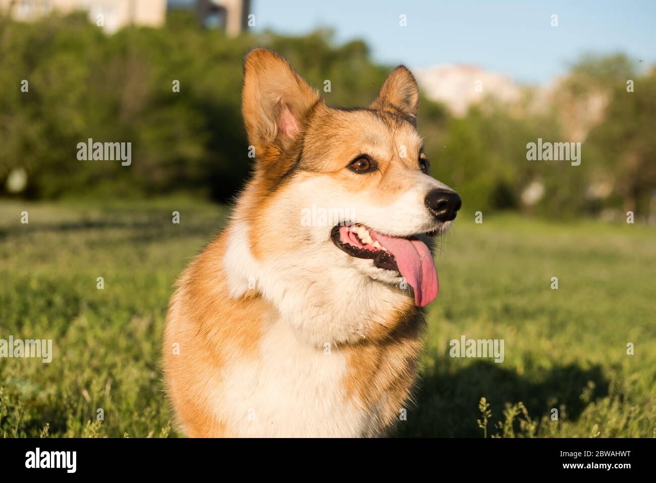 Profilo ritratto di Corgi gallese Pembroke sorriso e felice carino seduto sull'erba nel parco. Foto Stock