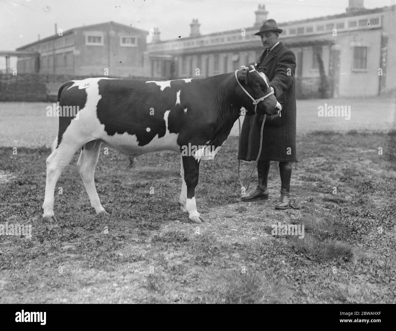 Mostra e vendita primaverile della società britannica del bestiame friese a J Brown' s' Hedges Roland' 5 aprile 1923 Foto Stock