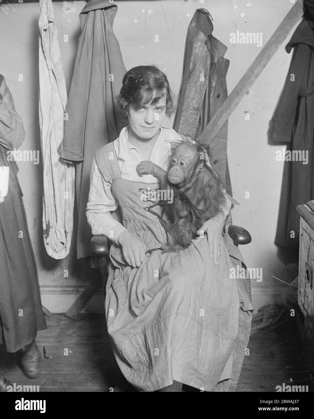 Giocattoli dal vivo a Derry and Toms Betty , un orangutan affettuoso , attende un proprietario a £100 18 novembre 1920 Foto Stock