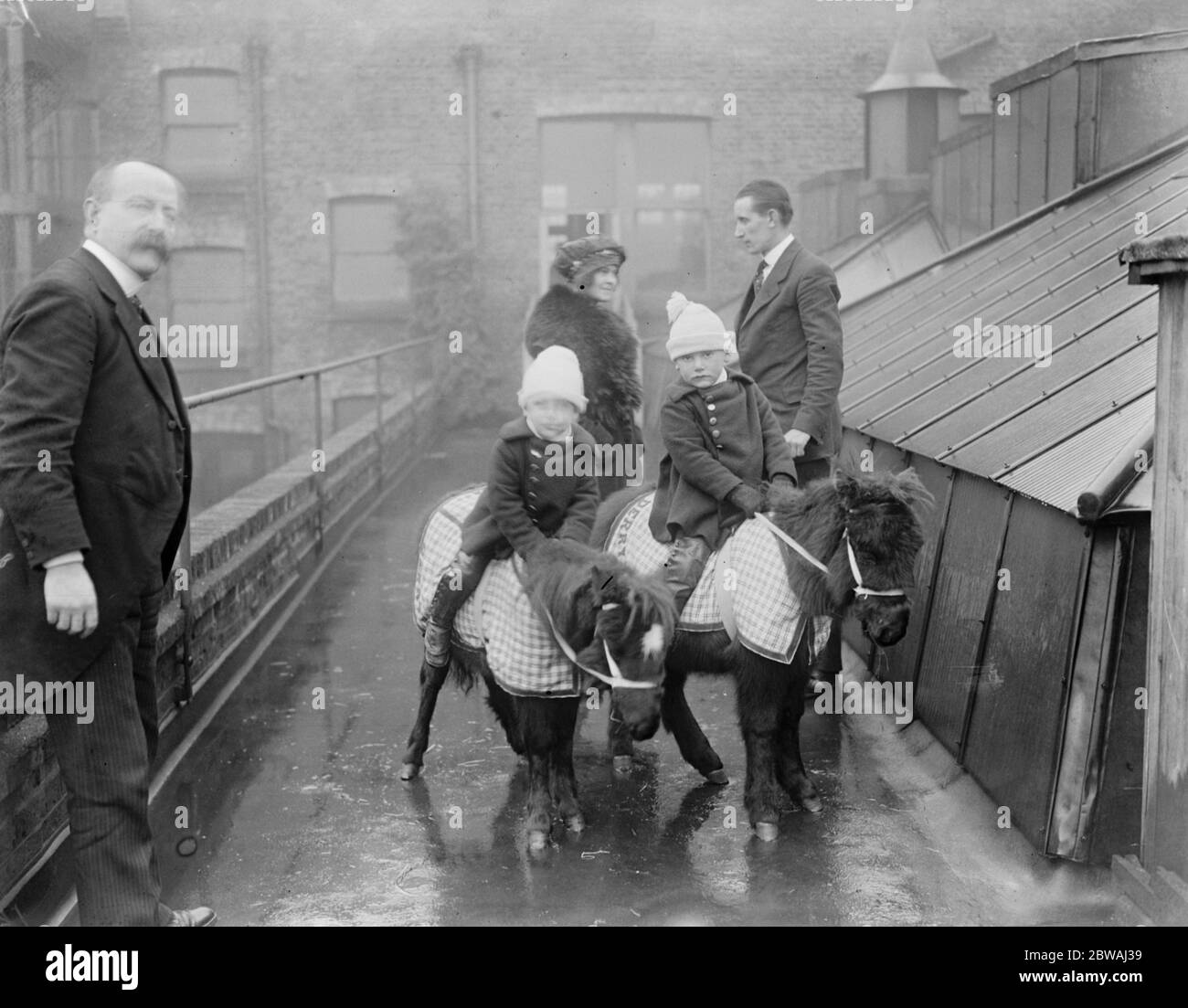 Giocattoli dal vivo a Derry e Toms Shetland ponies a £15 24 novembre 1919 Foto Stock