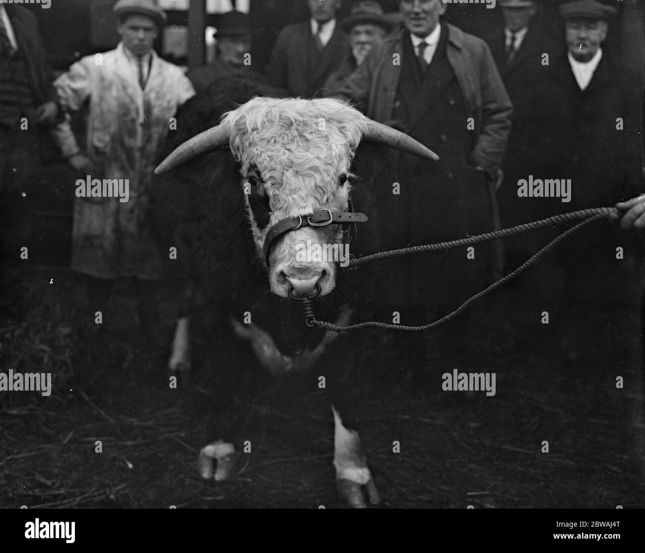 Slough Fat Stock Show UN bel Hereford Bull , esposto dal Re 8 dicembre 1931 Foto Stock