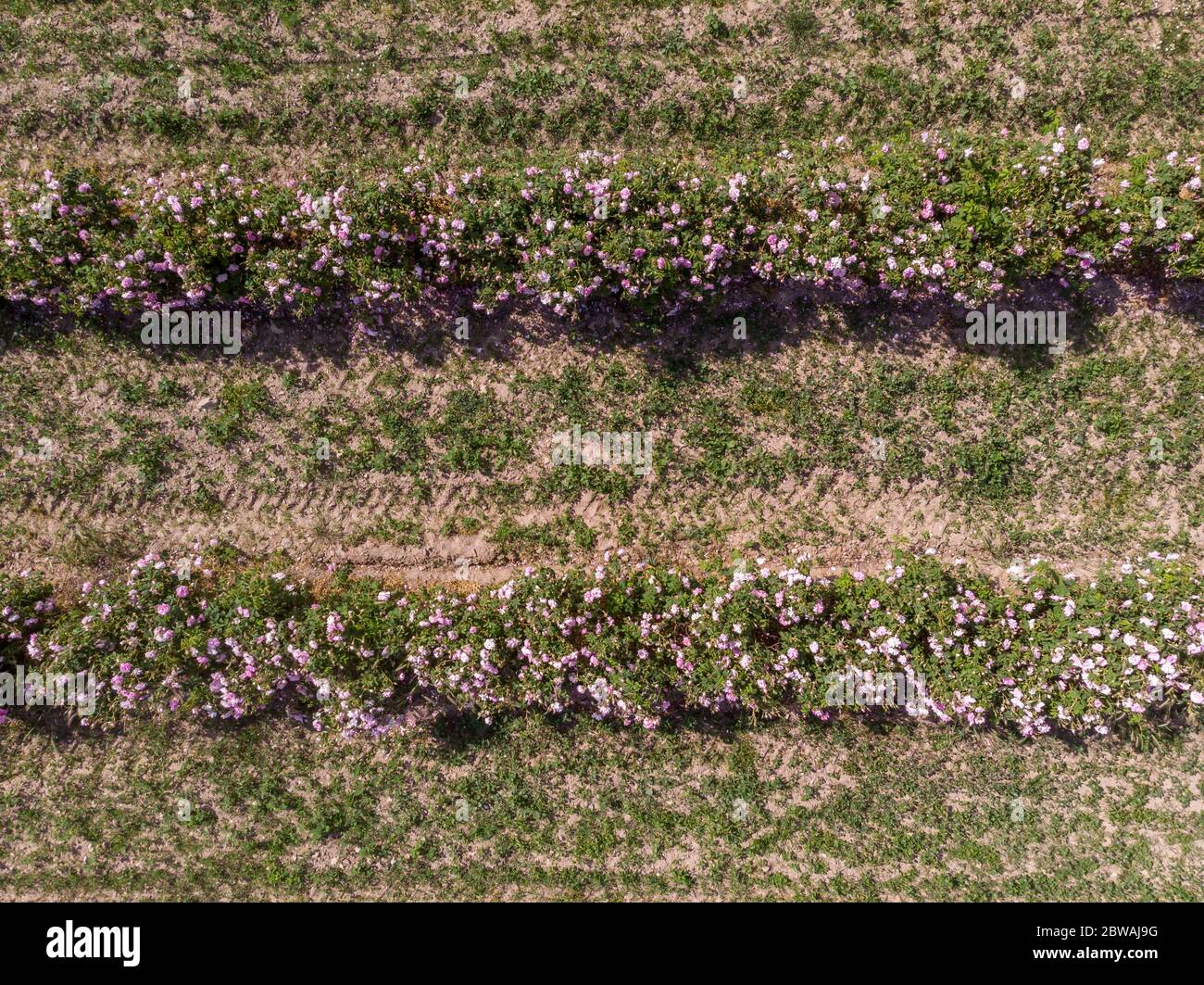 Vista aerea delle file di cespugli di rosa bulgari Foto Stock