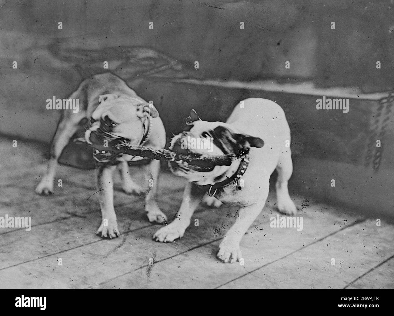 Amore cucciolo - Peggy e Jumbo . Le mascotte della corazzata HMS Iron Duke - il fiore all'occhiello della flotta i cani sono stati presentati alla nave dalla signora Pearson Foto Stock