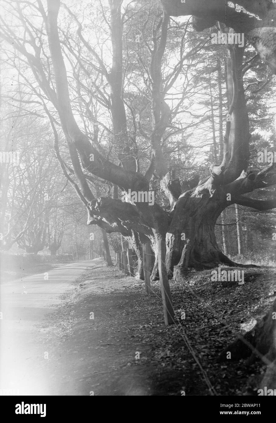 Foresta di Balcombe . 13 novembre 1931 Foto Stock