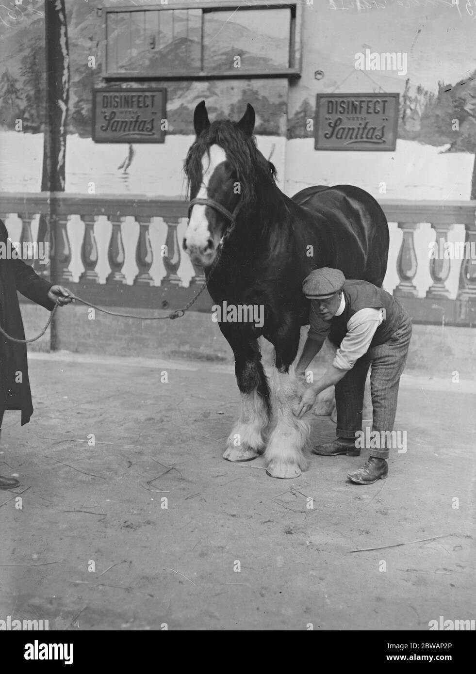 Spettacolo Internazionale di cavalli all'Olimpia Foto Stock