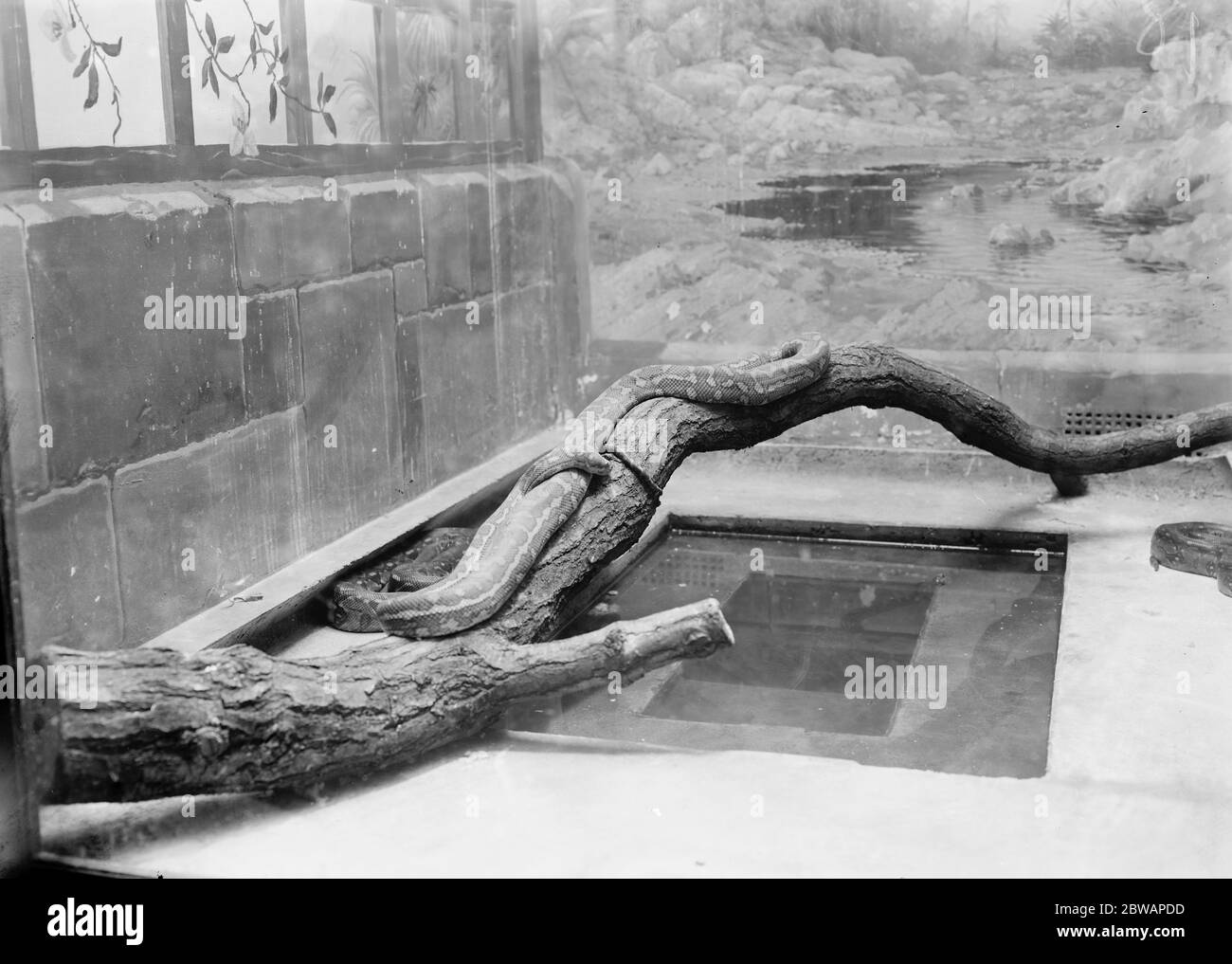 Allo Zoo Boa o ad un python 13 gennaio 1928 Foto Stock