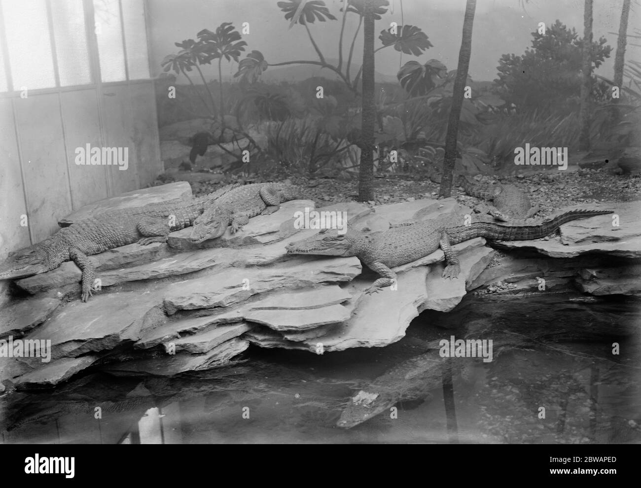Presso lo Zoo Cage contenente alligatori e coccodrilli cayman 13 gennaio 1928 Foto Stock