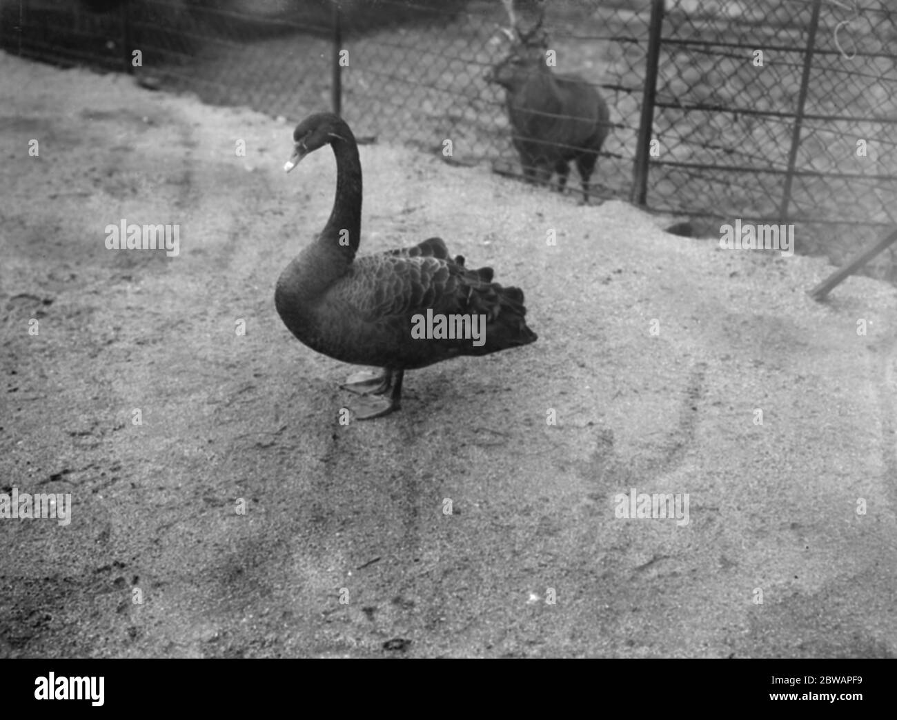 Allo Zoo Black Swan 13 gennaio 1928 Foto Stock