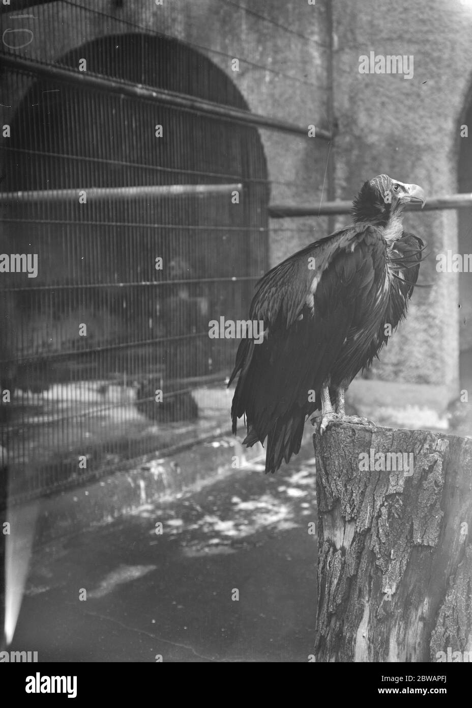 Allo zoo . Il avvoltoio allevato . 13 gennaio 1928 Foto Stock