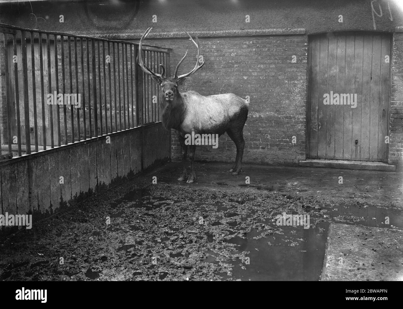 Allo Zoo Wapiti 13 gennaio 1928 Foto Stock