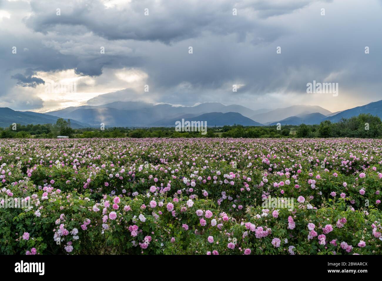 File di rosa bulgaro in un giardino durante il tramonto situato nella valle della Rosa Tracia. Colori incredibili. Foto Stock