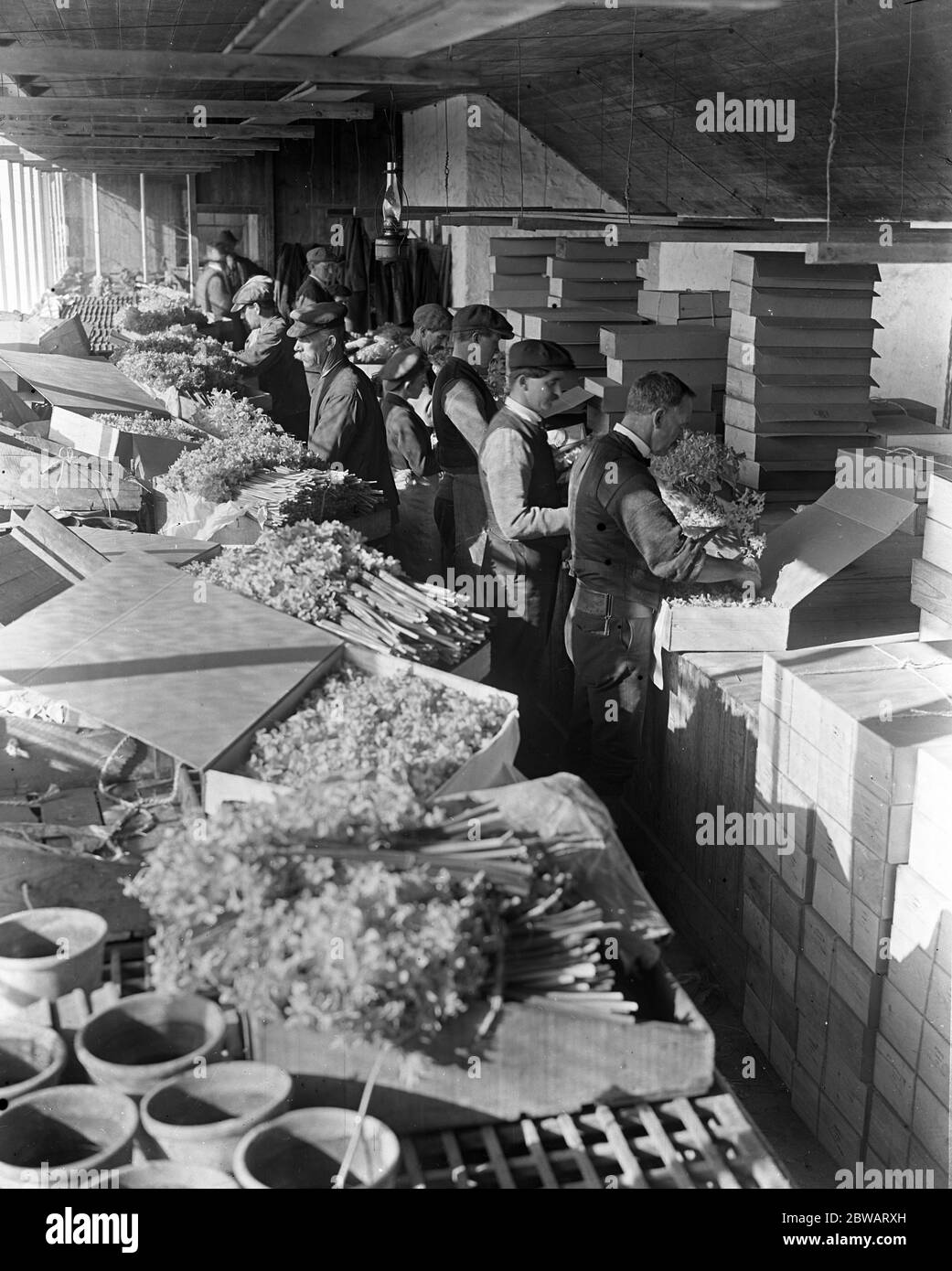 La raccolta di fiori nelle isole Scilly . Uomini che imballano i fiori , narcisi e narcisi , per il mercato londinese . 5 marzo 1920 Foto Stock