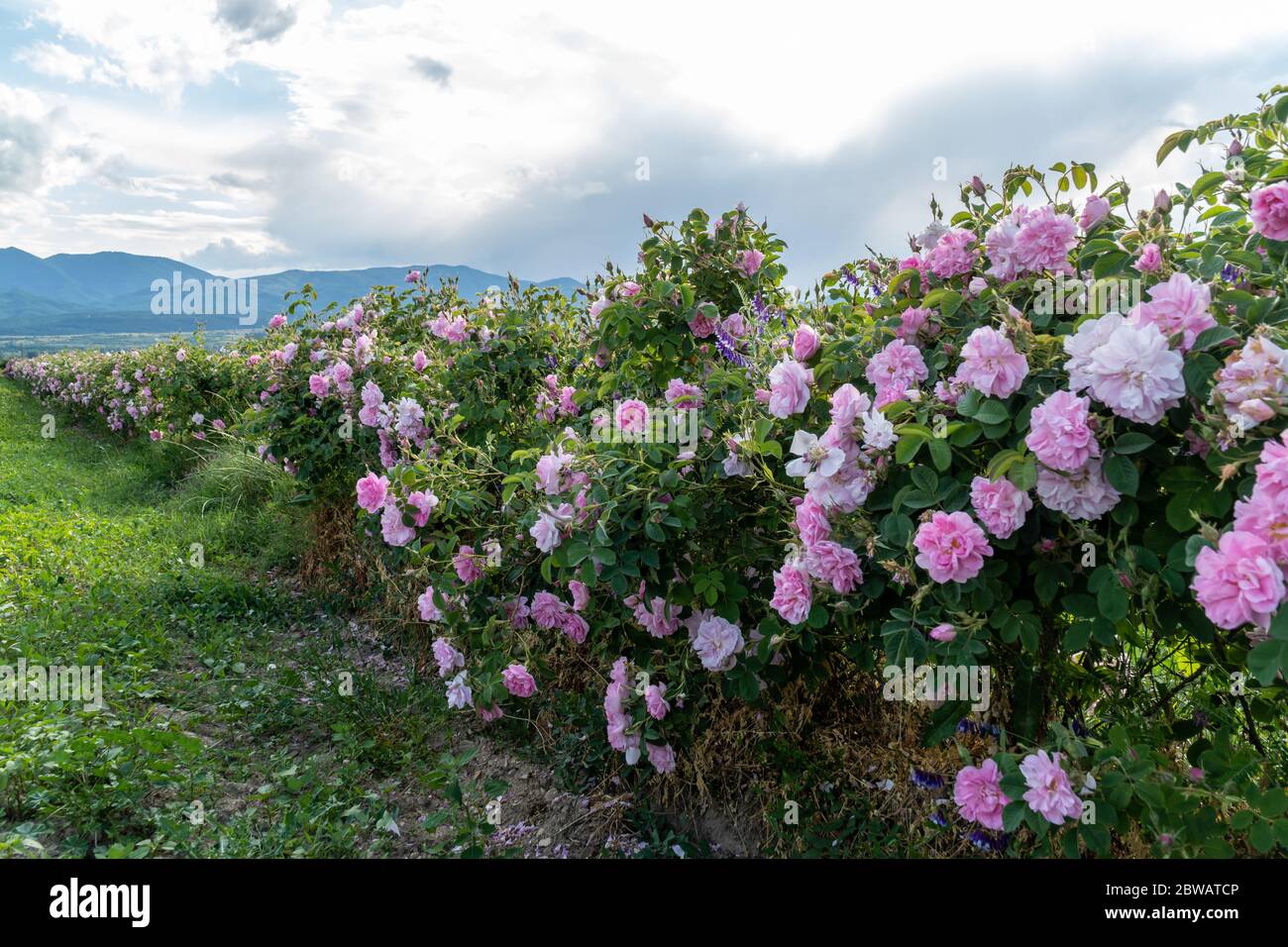 File di rosa bulgaro in un giardino durante il tramonto situato nella valle della Rosa Tracia. Colori incredibili. Foto Stock