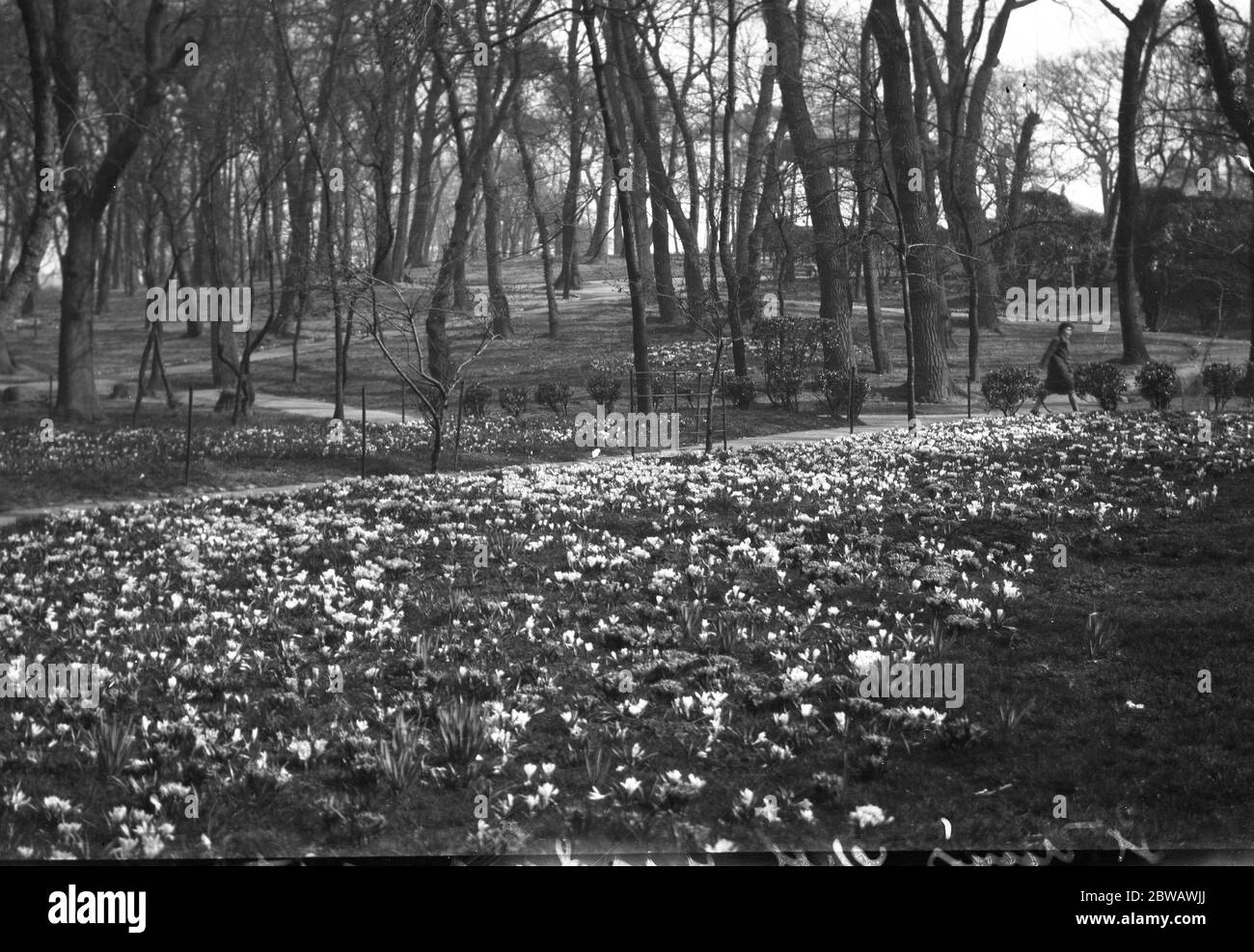 Fiori primaverili ai Giardini del pozzo di St Ann , Hove , Sussex . 26 marzo 1931 Foto Stock