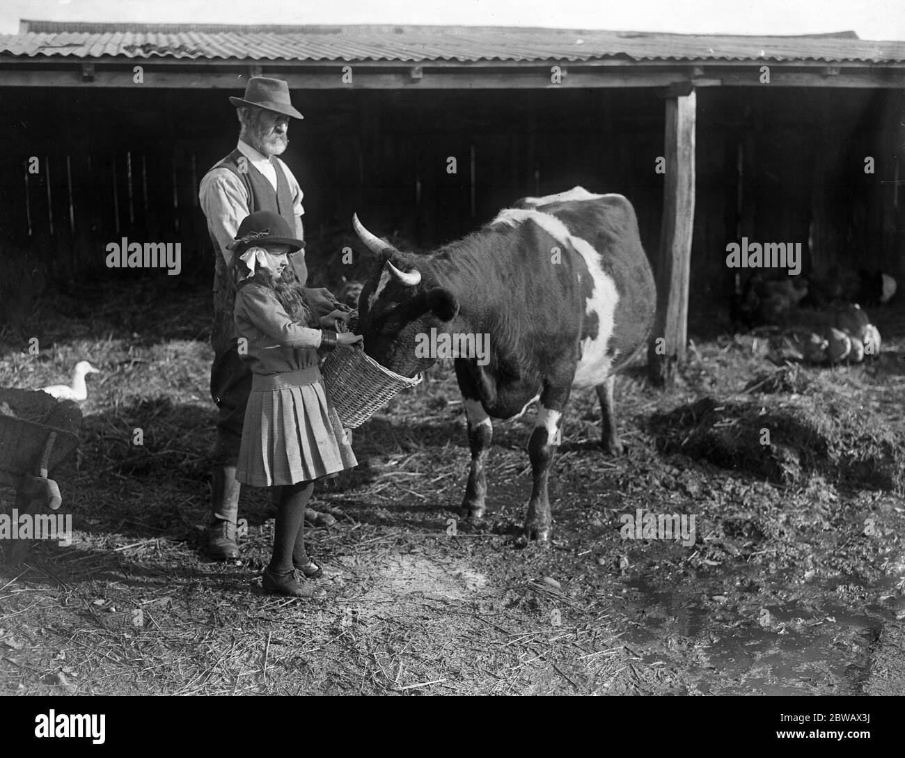 Il Consiglio di Amministrazione dell'agricoltura chiede alle donne e ai bambini di assistere gli agricoltori raccogliendo ghiande , per l'alimentazione dei suini e delle pecore . Dopo aver portato il suo raccolto di ghiande all'agricoltore , le lascia nutrire i maiali . 31 ottobre 1916 Foto Stock