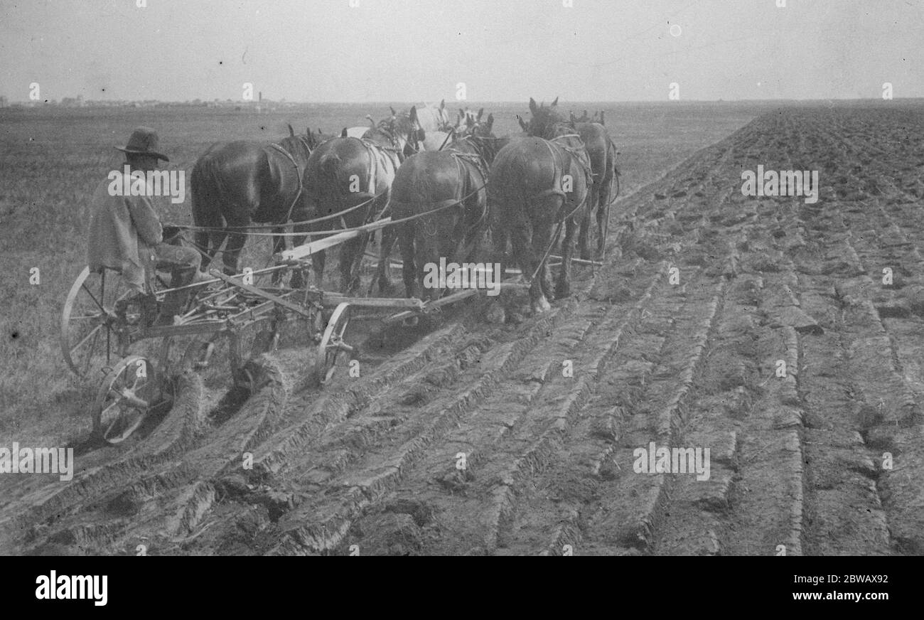 Il Principe del Galles ha in palio il Grande Nord-Ovest di un'otto equipe di cavalli che rompono la prateria vergine ad ovest della città di High River Alberta, nel quartiere del Principe del Galles Canadian Ranch 10 marzo 1921 Foto Stock