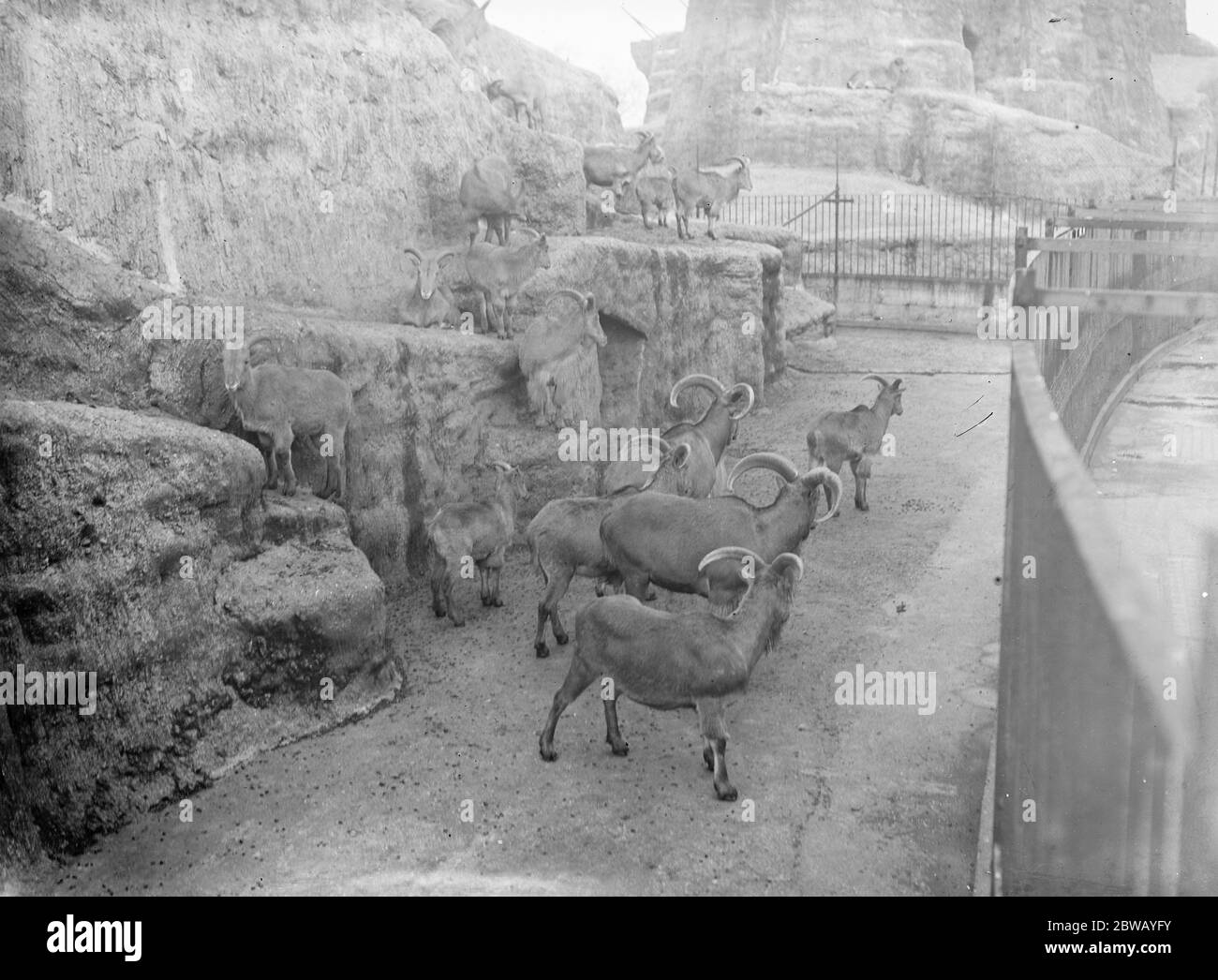 Allo Zoo di Londra Barbery Sheep 13 gennaio 1928 Foto Stock