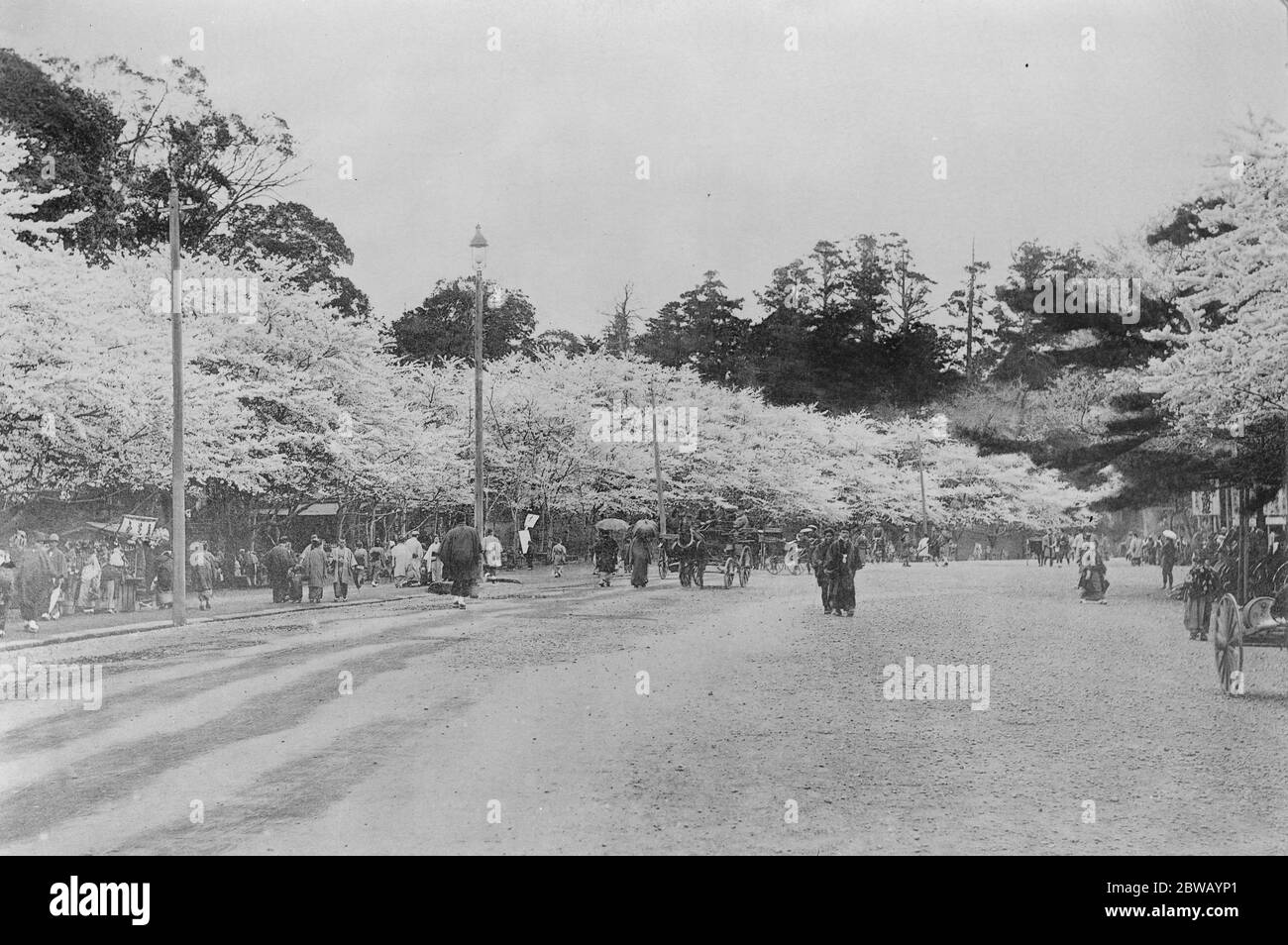 Tokyo Giappone . La strada principale attraverso il Parco di Uyeno che mostra i ciliegi in fiore 31 marzo 1922 Foto Stock