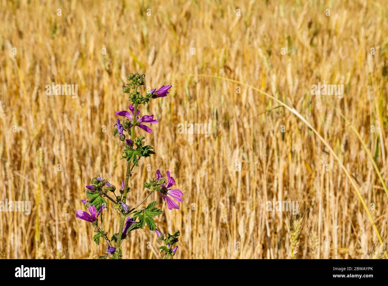 Fiori viola in un campo di grano, nella campagna laziale in Italia, in primavera Foto Stock