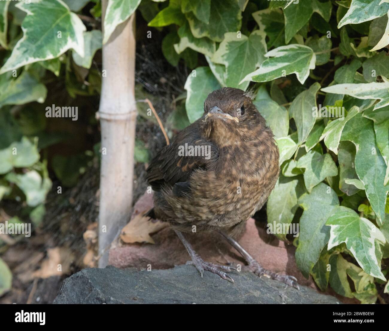 Primo piano di un giovane uccello nero (Turdus merula) Foto Stock