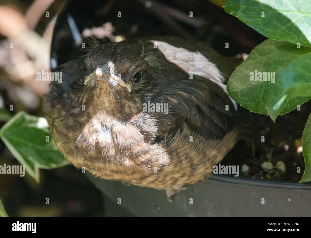 Primo piano di un giovane uccello nero (Turdus merula) Foto Stock