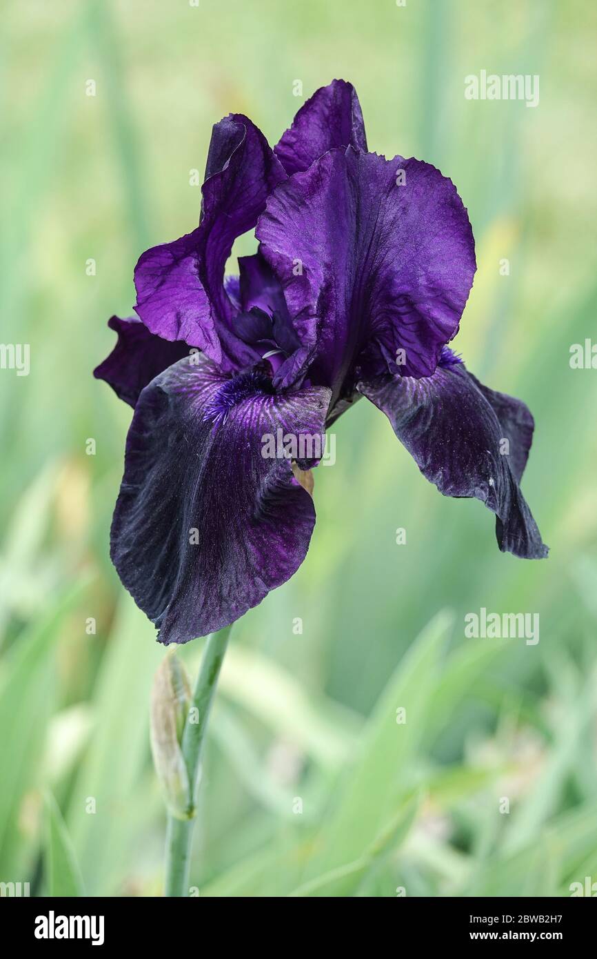 Blu scuro Iris flower viola Tall iride con archetto 'lecorice Stick' Foto Stock