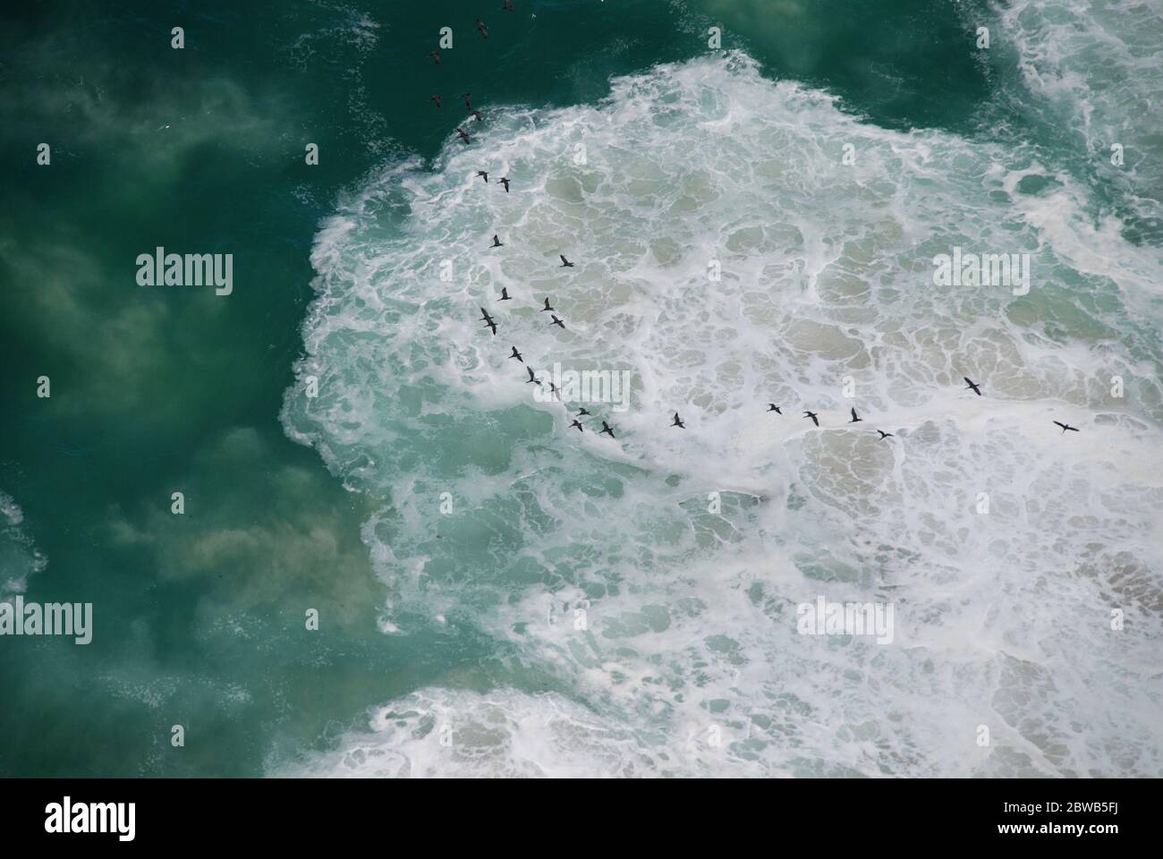 Linea costiera selvaggia con scogliere e onde che si infrangono sparate dall'alto con un gregge di uccelli che volano in alto. Vista aerea/BirdsEye. Girato in Sud Africa. Foto Stock