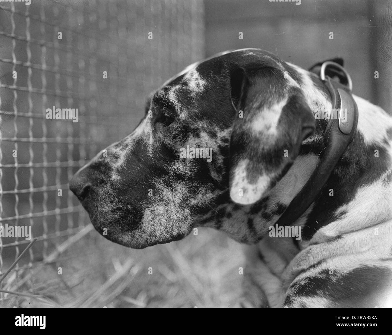 Associazioni di club di allevamento Mostra cani al Crystal Palace . Una bella testa di un grande cane. 4 ottobre 1923 Foto Stock