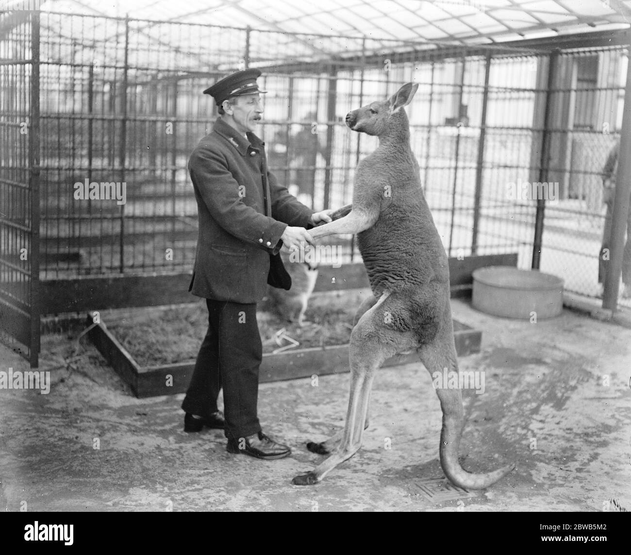 Canguro bambino appena nato allo zoo . L'ultima emozione dello zoo è l'arrivo di un canguro bambino , i genitori orgogliosi essendo Queenie e combattendo Ginger il canguro di boxe . Il guardiano si congratula con Ginger . 6 febbraio 1923 Foto Stock