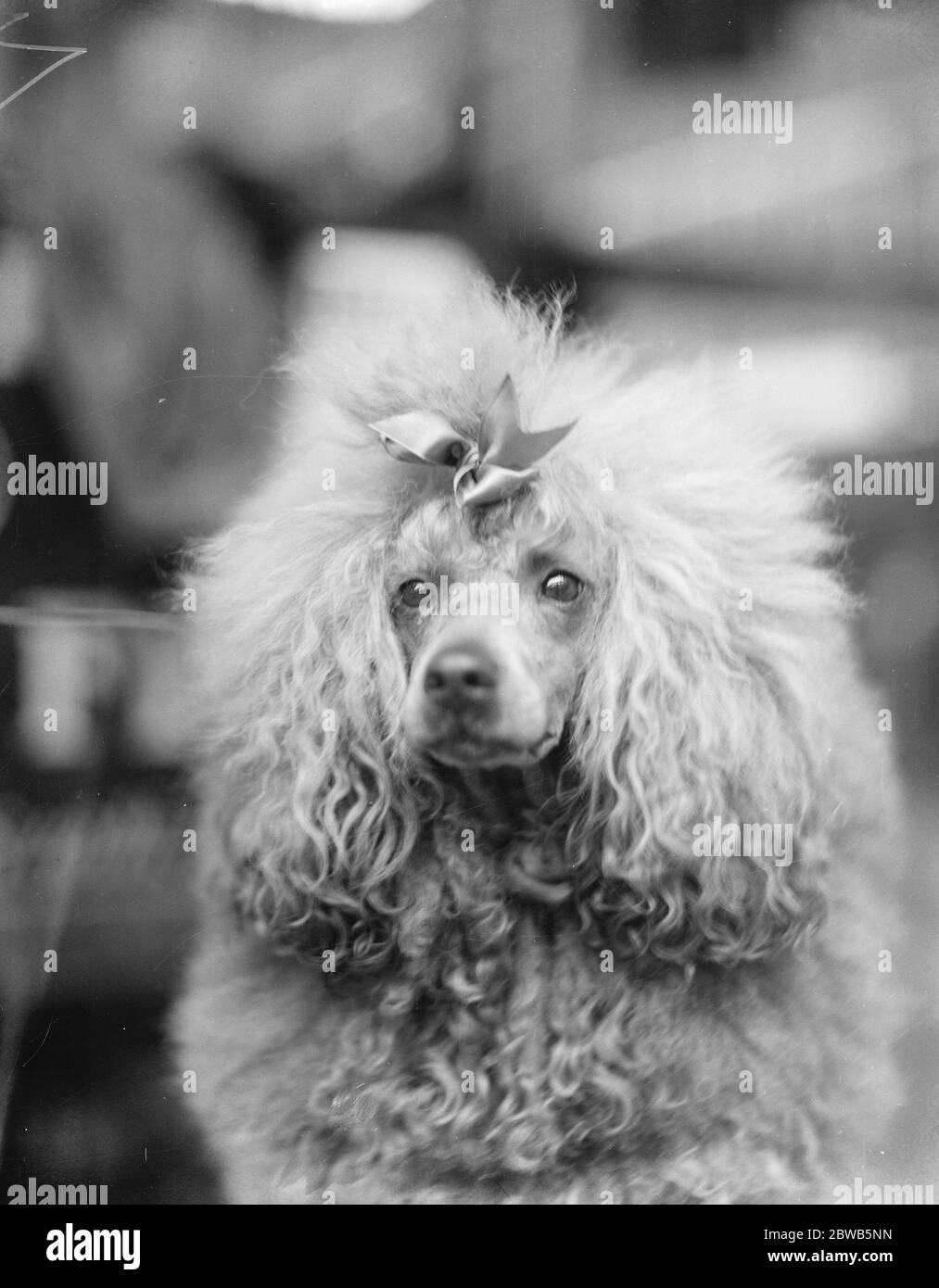 £100,000 di cani al Great Kennel Club Show al Crystal Palace . Un affascinante studio di Ambretta di Miss Hester C T Thorogood . 3 ottobre 1923 Foto Stock