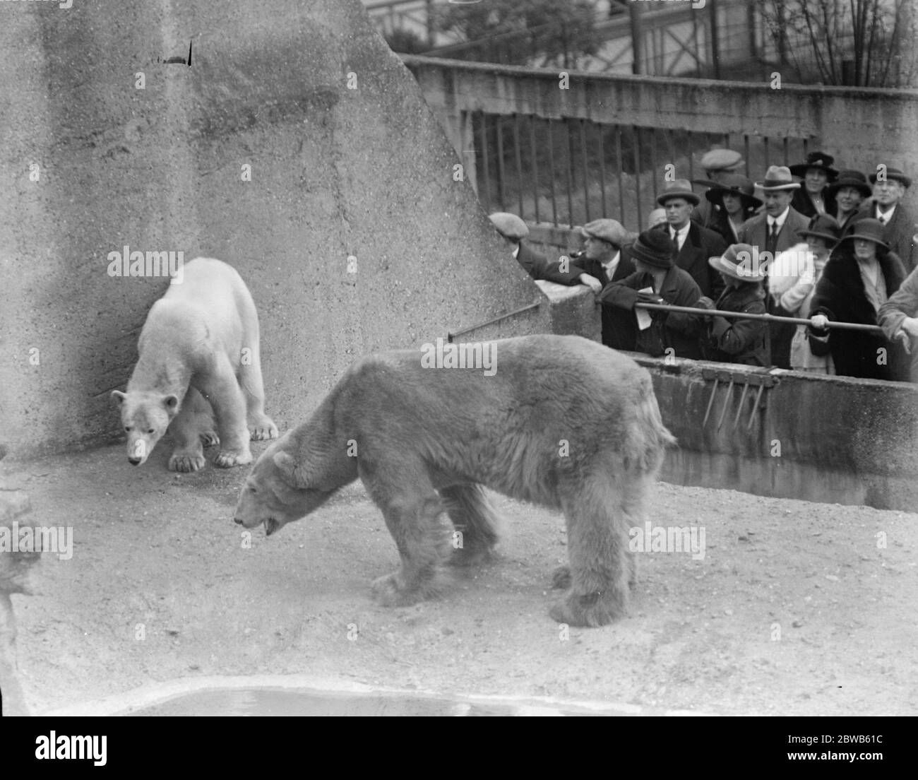 Il vedovo Sam si allea nuovamente allo Zoo . Giovane sposa entra per la prima volta nella sua residenza . Orsi polari , Sam ( a destra ) e Lizzie nel loro giorno di nozze . 1 maggio 1923 Foto Stock