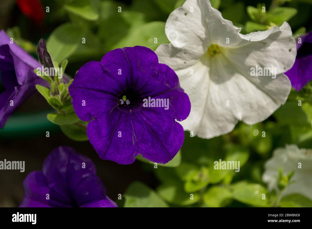 Le piante sono belle in tanti modi diversi. Foto Stock