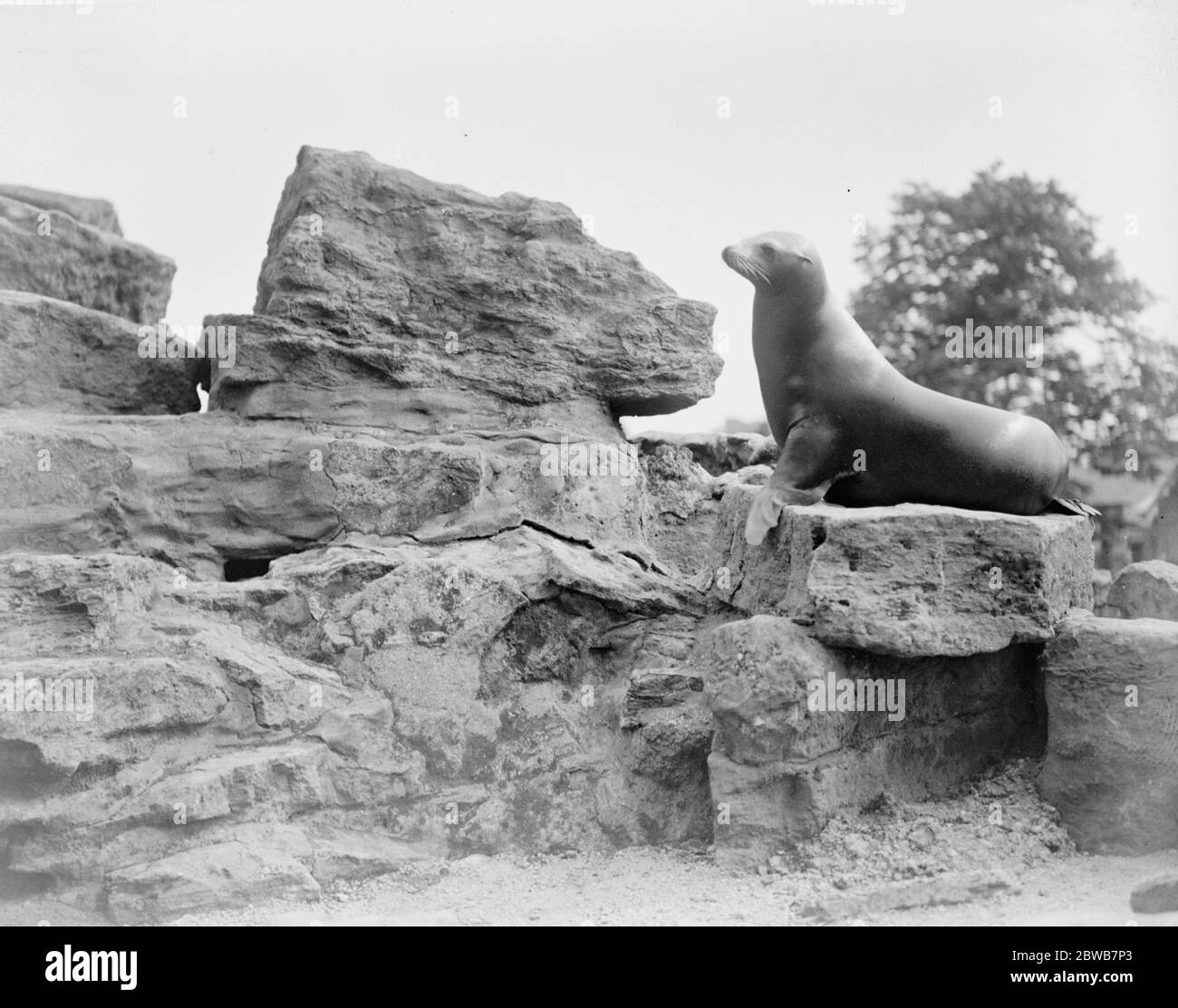 Il nuovo bambino dello Zoo . Il leone marino del bambino allo Zoo sta facendo buoni progressi ed è visto prendere un tutto costituzionale da solo. 21 luglio 1922 Foto Stock