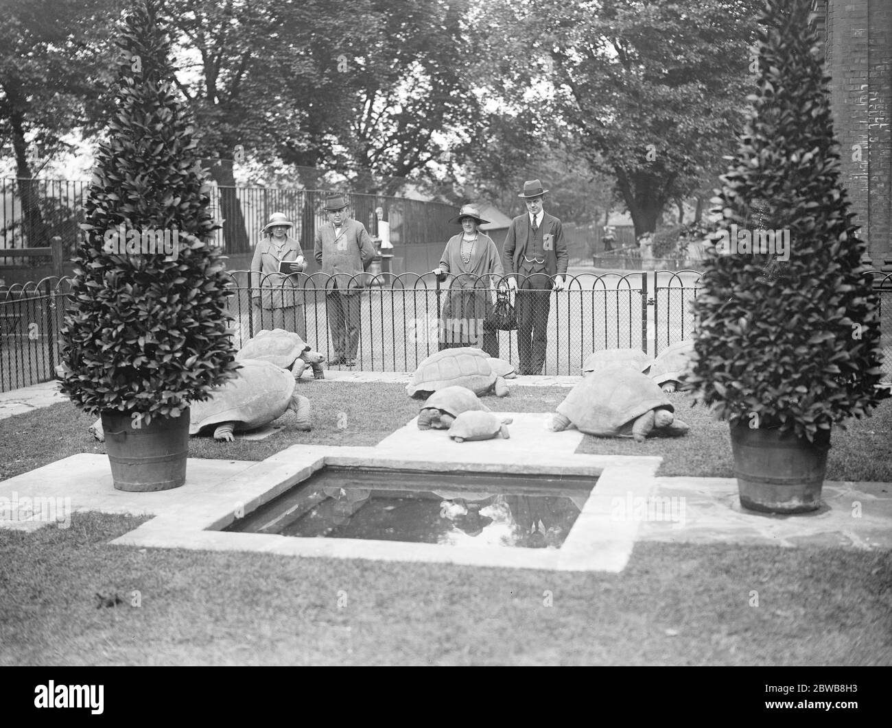 Un nuovo giardino olandese modello , dove la passeggiata delle tartarughe allo Zoo . Un'altra nuova caratteristica dello Zoo è il modello giardino olandese sull'erba fuori dalla casa rettile dove la passeggiata delle tartarughe in bel tempo. 27 maggio 1924 Foto Stock