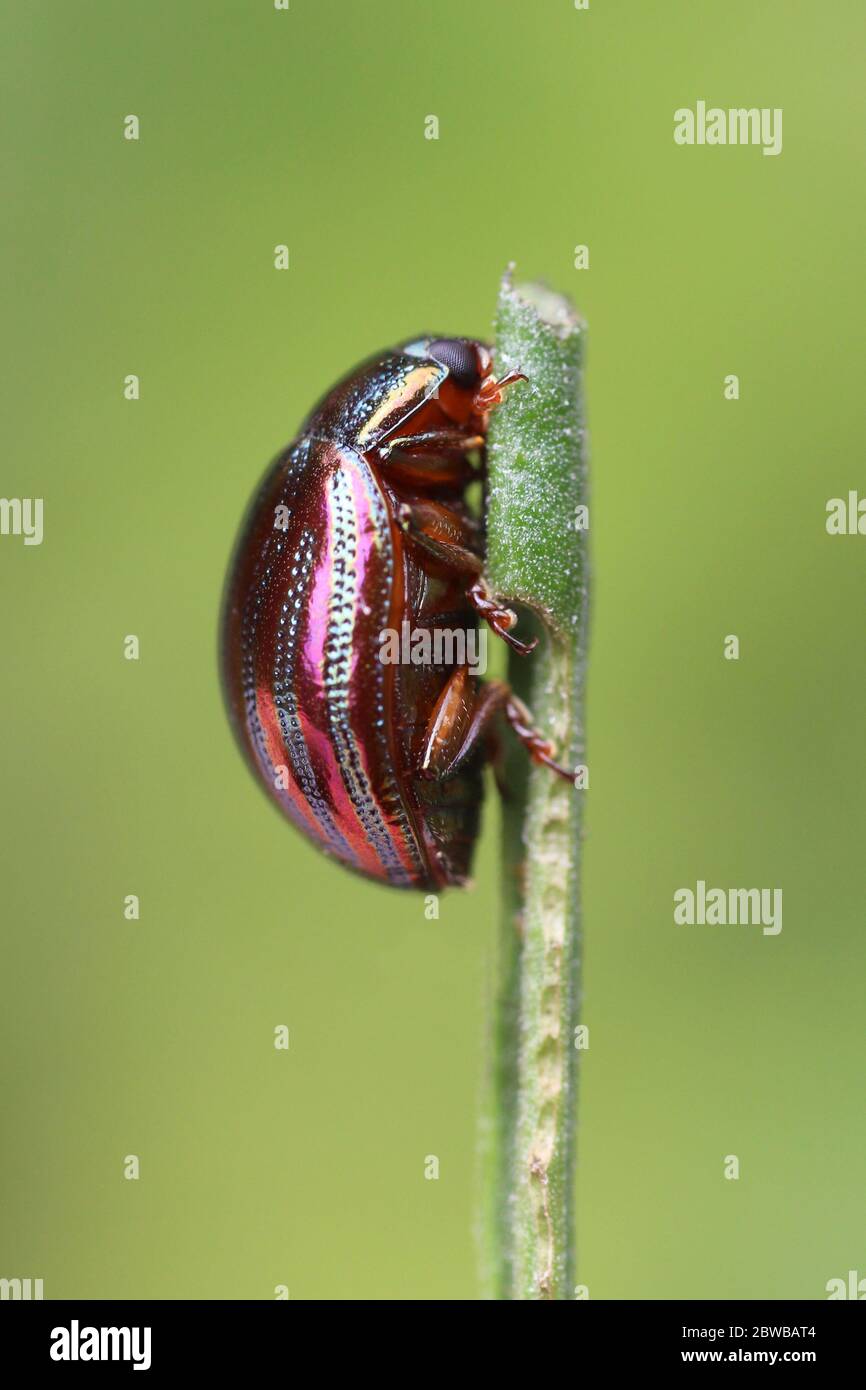 Rosmarino Beetle Chrysolina americana alimentazione su stelo di Lavandula sp. Foto Stock